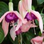100 Pcs Purple Double Petals Fuchsia Bonsai Potted Flower Bonsai