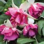 100 Pcs Purple Double Petals Fuchsia Bonsai Potted Flower Bonsai