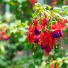 100 Pcs Purple Double Petals Fuchsia Bonsai Potted Flower Bonsai 100 Pcs Purple Double Petals Fuchsia Bonsai Potted Flower Bonsai