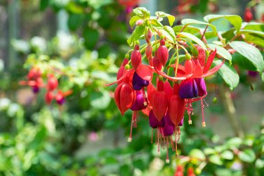 100 Pcs Purple Double Petals Fuchsia Bonsai Potted Flower Bonsai