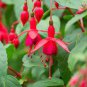 100 Pcs Purple Double Petals Fuchsia Bonsai Potted Flower Bonsai