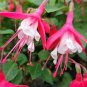 100 Pcs Purple Double Petals Fuchsia Bonsai Potted Flower Bonsai