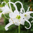 100 Pcs New Rare Spider Lily Bonsai Rare Lilium Brownii Flower Fragrance Ornamental Plants