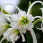 100 Pcs New Rare Spider Lily Bonsai Rare Lilium Brownii Flower Fragrance Ornamental Plants