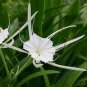 100 Pcs New Rare Spider Lily Bonsai Rare Lilium Brownii Flower Fragrance Ornamental Plants