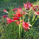 100 Pcs Hippeastrum Bulbs Bonsai Amaryllis Barbados Lily DIY Home Garden Lily Potted Bonsai