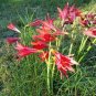 100 Pcs Hippeastrum Bulbs Bonsai Amaryllis Barbados Lily DIY Home Garden Lily Potted Bonsai