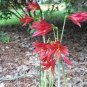 100 Pcs Hippeastrum Bulbs Bonsai Amaryllis Barbados Lily DIY Home Garden Lily Potted Bonsai