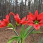 100 Pcs Hippeastrum Bulbs Bonsai Amaryllis Barbados Lily DIY Home Garden Lily Potted Bonsai