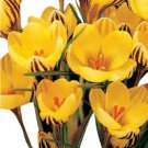 20 Pcs Many Varieties Saffron Flores Saffron Flower plantas