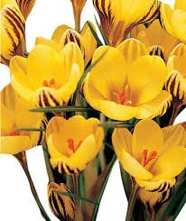 20 Pcs Many Varieties Saffron Flores Saffron Flower plantas