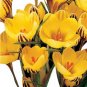 20 Pcs Many Varieties Saffron Flores Saffron Flower plantas