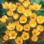 20 Pcs Many Varieties Saffron Flores Saffron Flower plantas