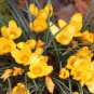 20 Pcs Many Varieties Saffron Flores Saffron Flower plantas