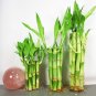 20 Pcs Lucky Bamboo Plants