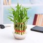 20 Pcs Lucky Bamboo Plants