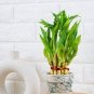 20 Pcs Lucky Bamboo Plants