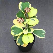 100 Pcs Flower Bonsai Hoya Kerrii Bonsai