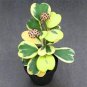 100 Pcs Flower Bonsai Hoya Kerrii Bonsai