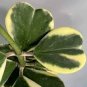 100 Pcs Flower Bonsai Hoya Kerrii Bonsai