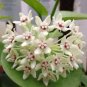100 Pcs Flower Bonsai Hoya Kerrii Bonsai
