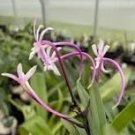 100 Pcs Rare Plants Neofinetia Falcata Bonsai Rich Aroma Bonsai Flower Plant Neofinetia falcata