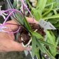 100 Pcs Rare Plants Neofinetia Falcata Bonsai Rich Aroma Bonsai Flower Plant Neofinetia falcata