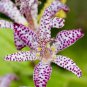 100 Pcs Imported Toad Lily Plant Outdoor Charming Perennial Bonsai Potted Lilum Flower