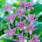100 Pcs Imported Toad Lily Plant Outdoor Charming Perennial Bonsai Potted Lilum Flower