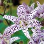 100 Pcs Imported Toad Lily Plant Outdoor Charming Perennial Bonsai Potted Lilum Flower