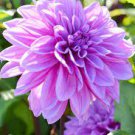 50 Pcs Dahlia Flower Seed Mexico's National Flower Garden Plants