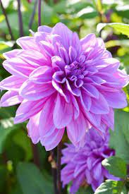 50 Pcs Dahlia Flower Seed Mexico's National Flower Garden Plants