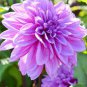 50 Pcs Dahlia Flower Seed Mexico's National Flower Garden Plants