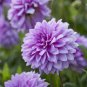 50 Pcs Dahlia Flower Seed Mexico's National Flower Garden Plants