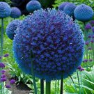 100 Pcs Rare Color Giant Allium Giganteum Beautiful Flower Seed Garden Plant