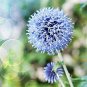 100 Pcs Rare Color Giant Allium Giganteum Beautiful Flower Seed Garden Plant