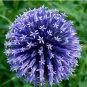 100 Pcs Rare Color Giant Allium Giganteum Beautiful Flower Seed Garden Plant
