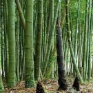 20 Pcs Perennial Bamboo Plant Fresh Giant Mixed Moso Bambu Plant Bambusa