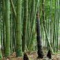 20 Pcs Perennial Bamboo Plant Fresh Giant Mixed Moso Bambu Plant Bambusa
