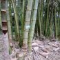 20 Pcs Perennial Bamboo Plant Fresh Giant Mixed Moso Bambu Plant Bambusa