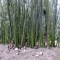 20 Pcs Perennial Bamboo Plant Fresh Giant Mixed Moso Bambu Plant Bambusa