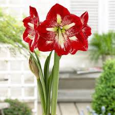 100 Pcs Hippeastrum Bulbs Seeds Bonsai Amaryllis Barbados Lily
