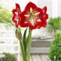 100 Pcs Hippeastrum Bulbs Seeds Bonsai Amaryllis Barbados Lily