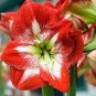 100 Pcs Hippeastrum Bulbs Seeds Bonsai Amaryllis Barbados Lily