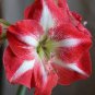 100 Pcs Hippeastrum Bulbs Seeds Bonsai Amaryllis Barbados Lily