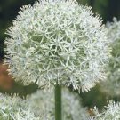 100 Pcs Rare Color Giant Allium Giganteum Beautiful Flower