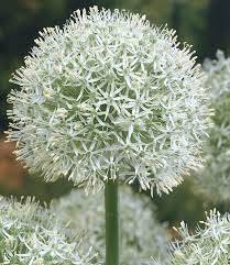 100 Pcs Rare Color Giant Allium Giganteum Beautiful Flower