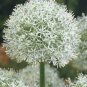 100 Pcs Rare Color Giant Allium Giganteum Beautiful Flower