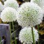 100 Pcs Rare Color Giant Allium Giganteum Beautiful Flower