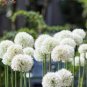 100 Pcs Rare Color Giant Allium Giganteum Beautiful Flower
